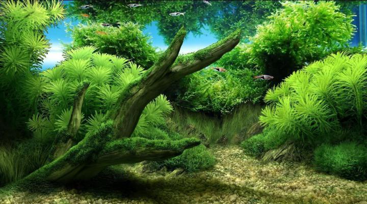 Aquarium Backgrounds Pictures