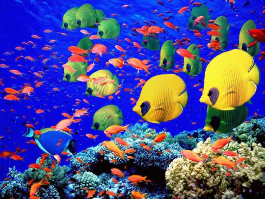 Aquarium Wallpapers | Wallpaper Keren