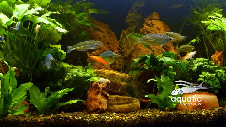 Aquarium Desktop Wallpaper (62+ images)