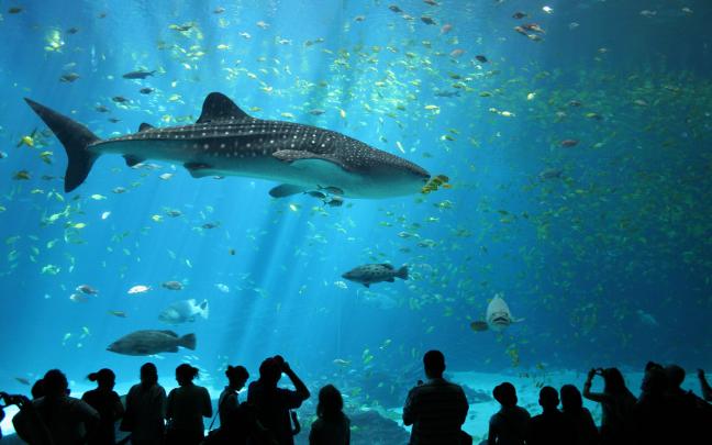 animals, Wildlife, Nature, Sea, Fish, Whale Shark, Shark, Aquarium 