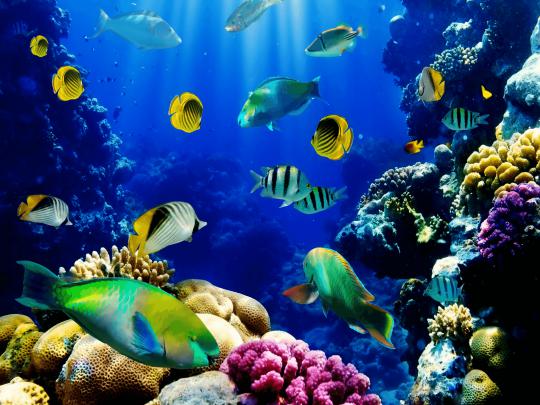 Aquarium Fish Wallpapers