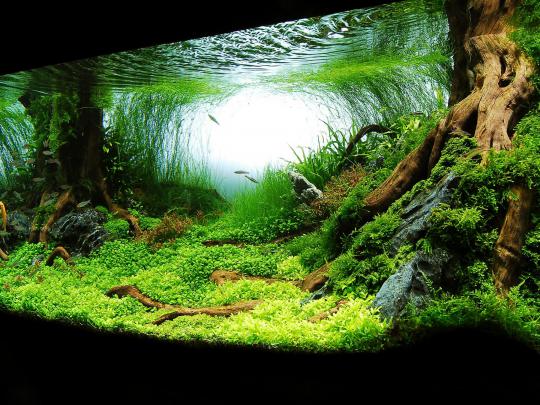 Aquarium Wallpapers