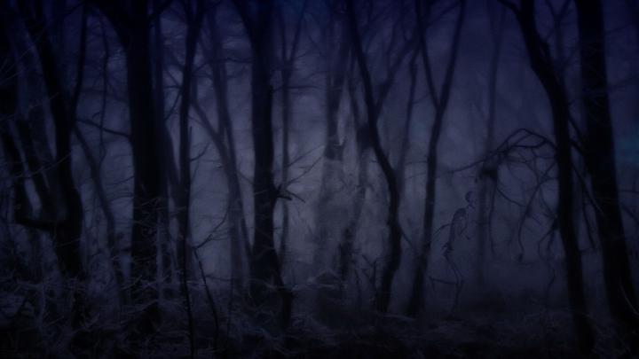 Creepy Forest Wallpapers - 4k, HD Creepy Forest Backgrounds on WallpaperBat