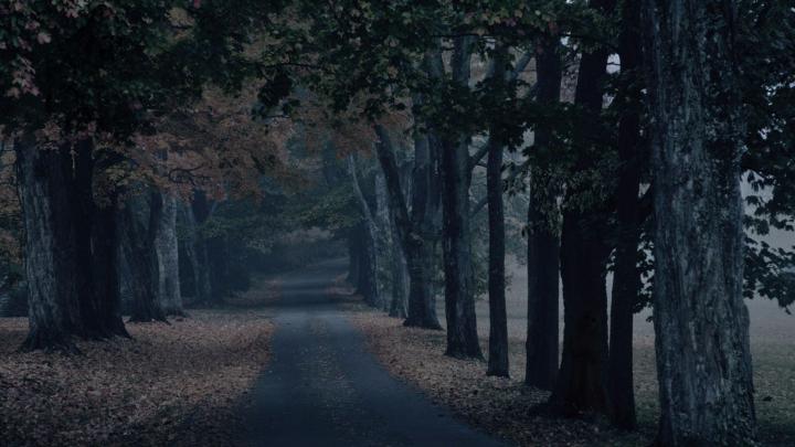 Creepy Forest Wallpapers on WallpaperDog