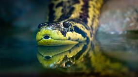 Anaconda Desktop Wallpaper
