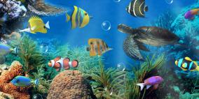 Aquarium Desktop Wallpaper