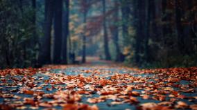 Autumn Desktop Wallpaper 1920x1080