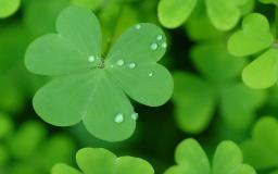 St Patricks Day Wallpaper 1920x1080