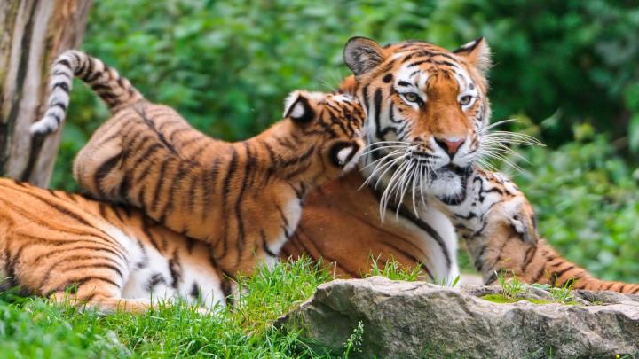 Animals Desktop Wallpaper (63+ images)