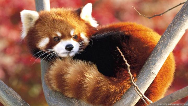 Animal Wallpaper 1920X1080 - Animal Widescreen Wallpapers Collection 30 