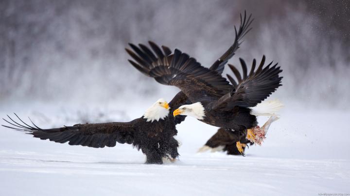1920X1080 Animal Wallpaper -