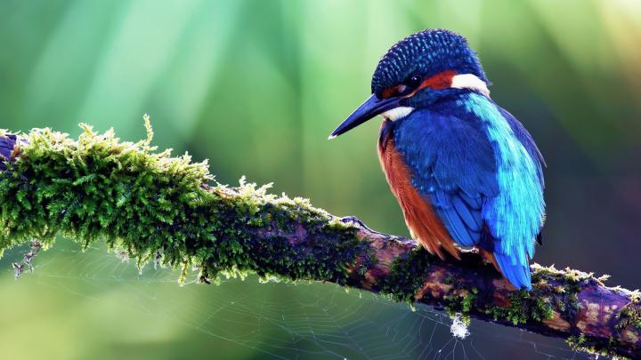 HD Animal Wallpaper 1920x1080 (73+ images)