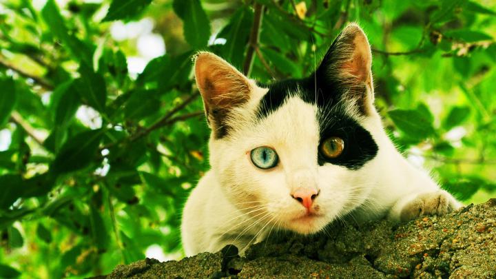 [48+] 1920X1080 Animal Wallpaper 