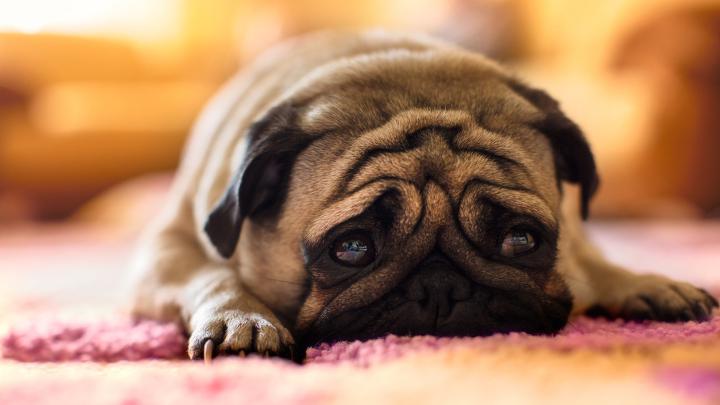 HD Animal Wallpaper 1920x1080 (73+ images)