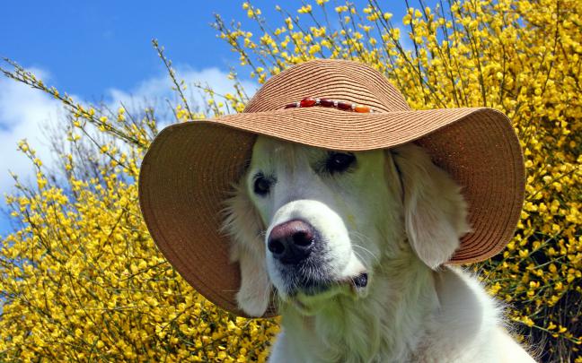 Summer Animal Wallpaper (63+ images)