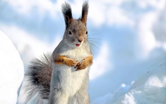 High Resolution Animals Wallpapers - Top Free High Resolution Animals 
