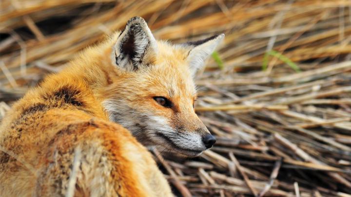 Animals 1920x1080 Full HD Wallpapers - 1080p Wallpapers | Wallpaper 