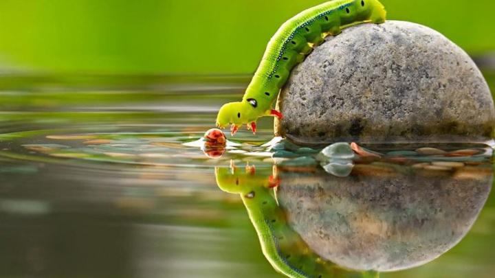 HD Animal Wallpapers (74+ images)