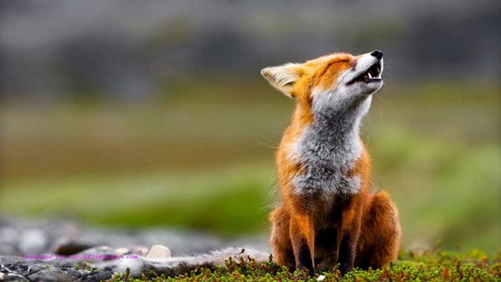 Best 39+ Desktop Backgrounds Animal on HipWallpaper | Cute Animal 