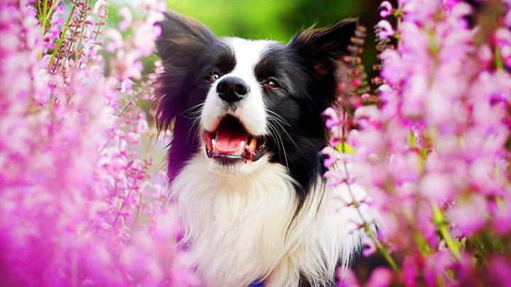 Animals - Wallpaper Border Collie (1920x1080) | Animal wallpaper 