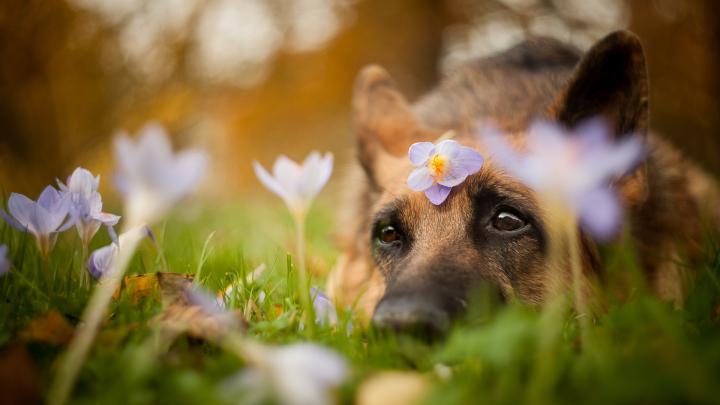 dog, animals, nature, grass, flowers | 1920x1080 Wallpaper - wallhaven.cc