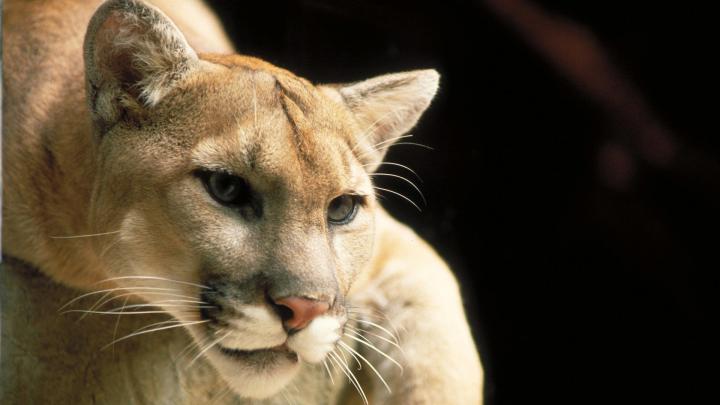 [48+] 1920X1080 Animal Wallpaper 