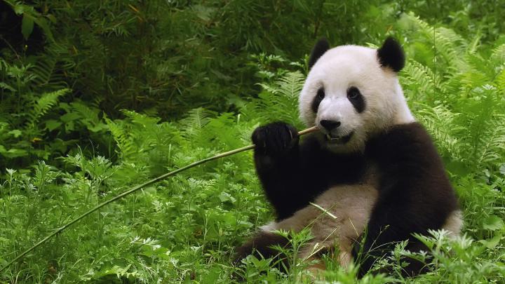 1920X1080 Animal Wallpaper -