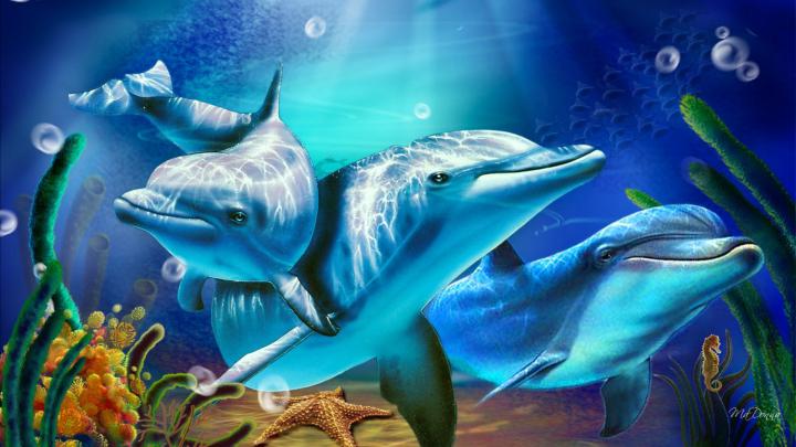Dolphins Coral Starfish Rays Sunlight Desktop Hd Wallpapers For Mobile 