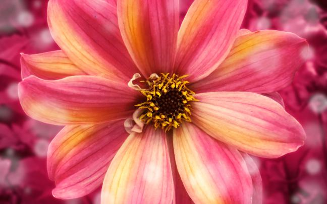 Amazing Flower Wallpapers | Wallpapers HD