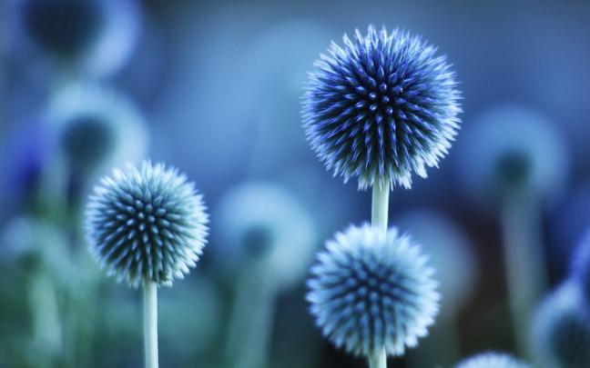 Free Flowers Wallpaper for phone