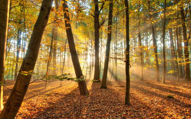 Download Wallpaper forest autumn foliage rays of the sun (1920x1200 
