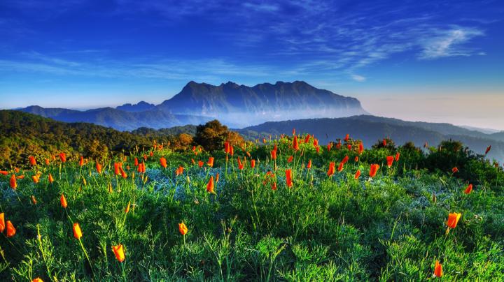 Free download Chiang Mai Thailand Chiang Dao Mountain wildlife 