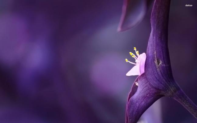 Free download 1920x1080 Violet Flowers Close up desktop PC and Mac 