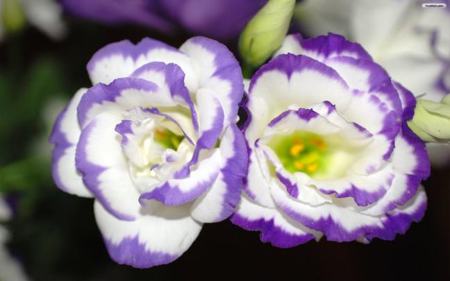 Wallpaper with Violets -
