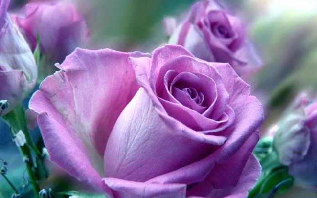Violet Rose Wallpaper \u00b7\u2460 