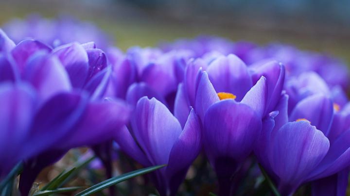 Free download 1920x1080 Violet Flowers Close up desktop PC and Mac 