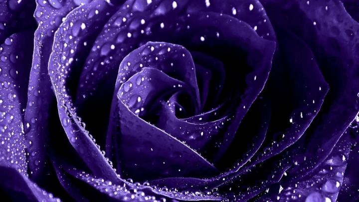 Violet Rose Wallpaper (60+ images)