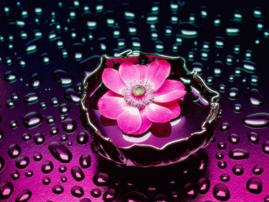 Beautiful Water Flower wallpaper | 1024x768 | #22608
