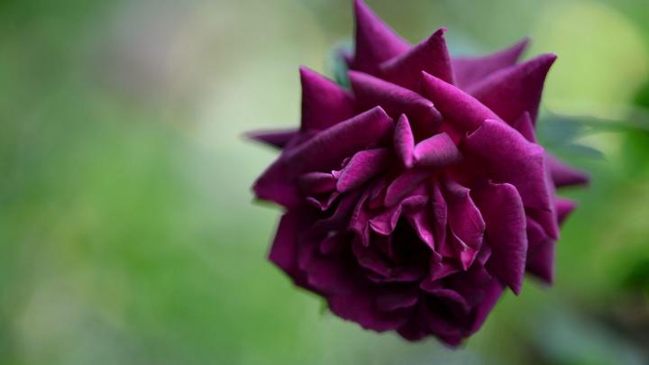 Violet Rose Wallpaper (60+ images)
