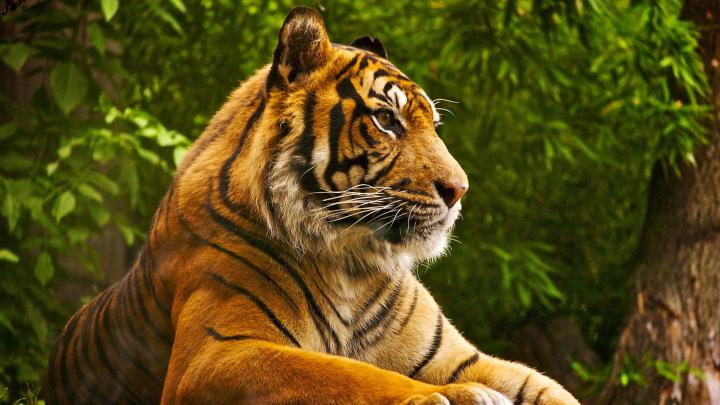 1920X1080 HD Animals Wallpapers - Top Free 1920X1080 HD Animals 