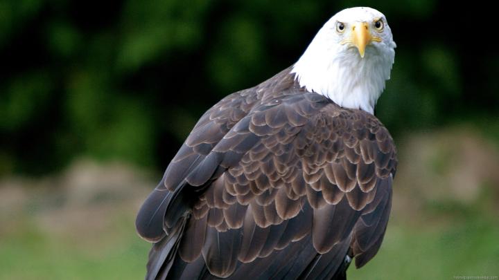 [48+] 1920X1080 Animal Wallpaper 