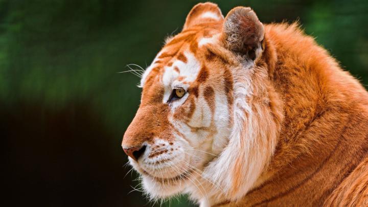 Download Wallpaper 1920x1080 Animal, Predator, Nose, Ears, Tiger Full 