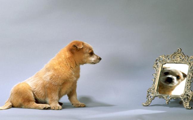 Free download Comic Dog HD Wallpapers 1920x1080 Animal Wallpapers 