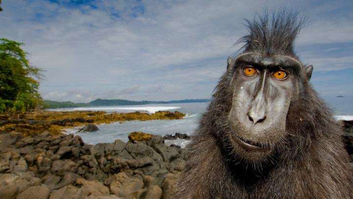 Download Wallpaper 1920x1080 animal, primate, beach, stones, jungle 