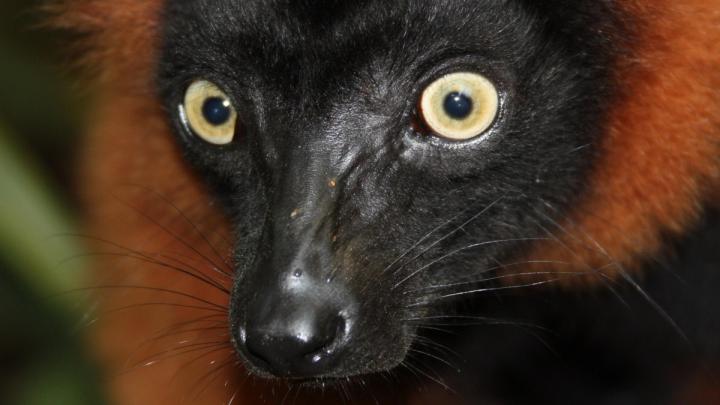 Download Wallpaper 1920x1080 animal, wild, black, red, eyes, muzzle 