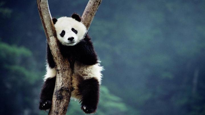 HD Animal Wallpaper 1920x1080 (73+ images)