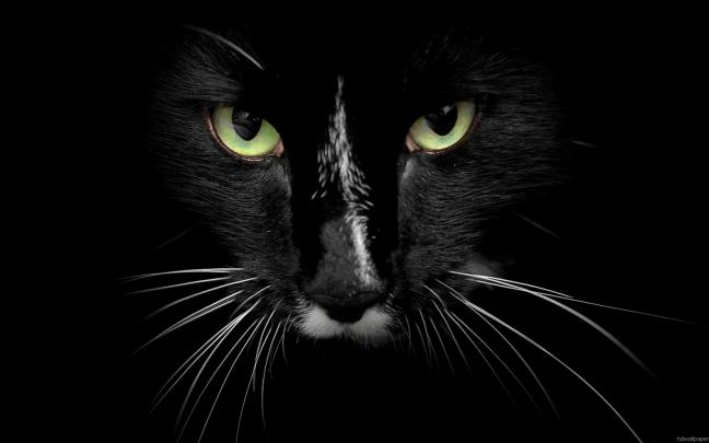 Free download Animals HD Wallpapers Full HD 1080p Wallpapers 1920x1080 