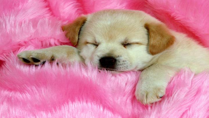 Dog HD Wallpapers 1920x1080 -