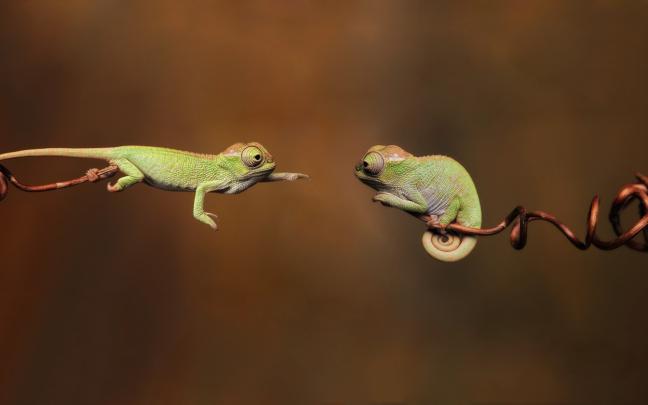 Free download Animal Lizard Wallpaper 1920x1080 Animal Lizard 
