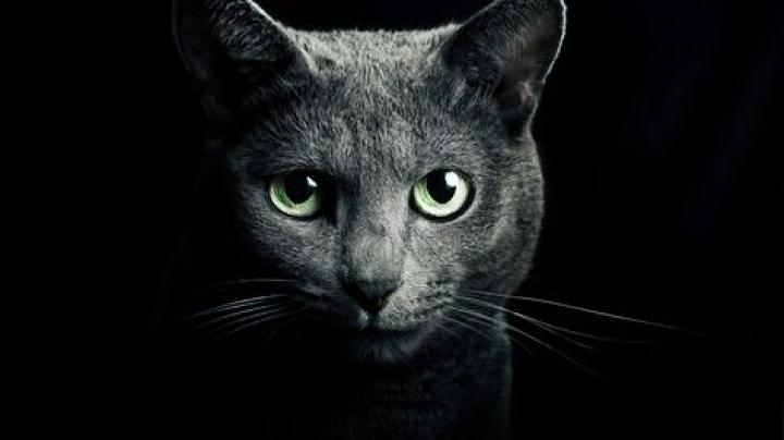 Russian Blue. [Desktop wallpaper 1920x1080] | Animal Desktop Wp\u0026#39;s